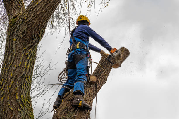 Best Pest Control for Lawns  in Granite Falls, NC