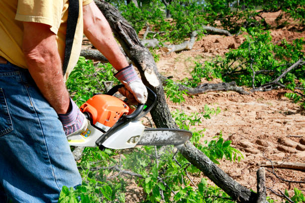 Best Tree Cabling and Bracing  in Granite Falls, NC